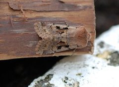 Buemerket seljefly (Orthosia gothica)