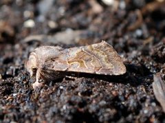 Buemerket seljefly (Orthosia gothica)