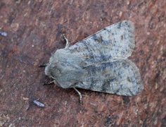 Variabelt seljefly (Orthosia incerta)