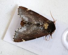 Brun vårtannspinner (Odontosia carmelita)