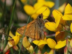 Engsmyger (Ochlodes sylvanus)