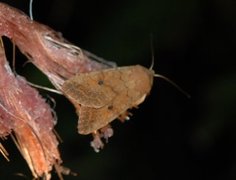 Bølgelinjet høstfly (Agrochola circellaris)