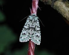 Grønt eikefly (Griposia aprilina)