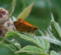 Engsmyger (Ochlodes sylvanus)