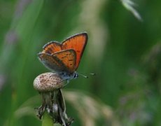 Purpurgullvinge (Lycaena hippothoe)