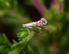 Phyllonorycter junoniella