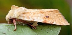 Blekt gulfly (Xanthia icteritia)