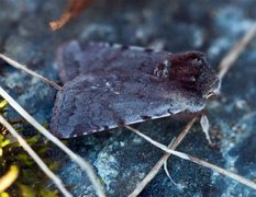 Fiolett vårfly (Cerastis rubricosa)