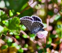 Myrblåvinge (Plebejus optilete)