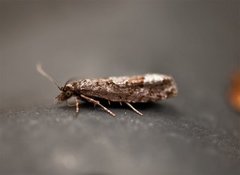 Dvergbjørkkveldvikler (Epinotia indecorana)