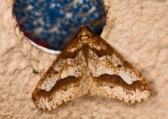 Stor frostmåler (Erannis defoliaria)