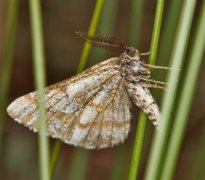 Furumåler (Bupalus piniaria)