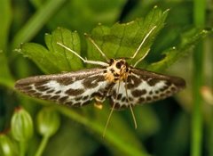 Nesleengmott (Anania hortulata)