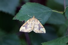 Blåbærmåler (Eulithis populata)