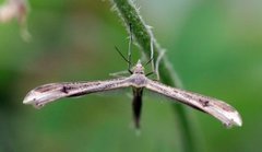 Rødknappfjærmøll (Stenoptilia bipunctidactyla)