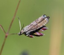 Grå rotvikler (Dichrorampha plumbana)