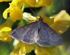 Marimjelleengmott (Anania fuscalis)