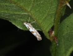 Argyresthia sorbiella