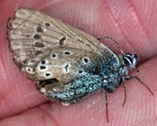 Brun blåvinge (Aricia eumedon)