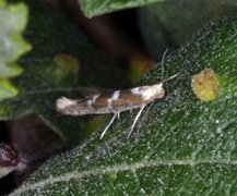 Argyresthia pygmaeella