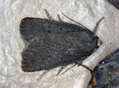 Grått pyramidefly (Amphipyra tragopoginis)