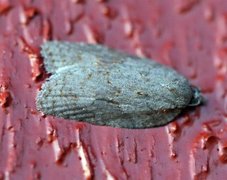 Lønnebladflatvikler (Acleris sparsana)