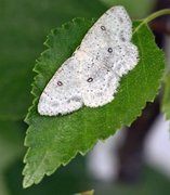 Bjørkeløvmåler (Cyclophora albipunctata)