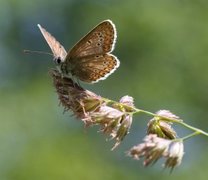 Sankthansblåvinge (Aricia artaxerxes)