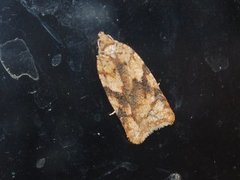 Bjørkeflatvikler (Acleris notana)