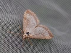 Bregneengmott (Udea decrepitalis)