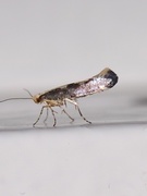 Rognebærmøll (Argyresthia conjugella)