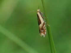 Vikkesigdvikler (Ancylis badiana)