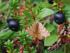 Brun buemåler (Macaria brunneata)