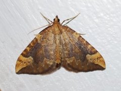 Blåbærmåler (Eulithis populata)