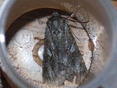 Mørkt skogfly (Eurois occulta)