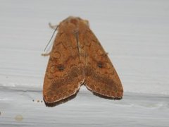 Bølgelinjet høstfly (Agrochola circellaris)