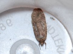 Agonopterix heracliana