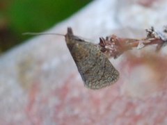 Rustbladvikler (Clepsis senecionana)