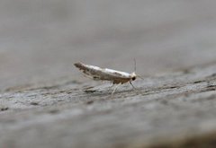 Argyresthia curvella