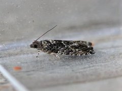 Epinotia cinereana/nisella