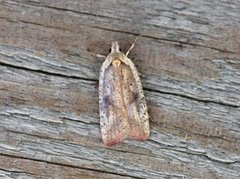 Agonopterix nervosa