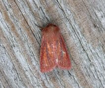 Starrfly (Denticucullus pygmina)