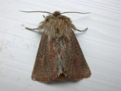 Starrfly (Denticucullus pygmina)