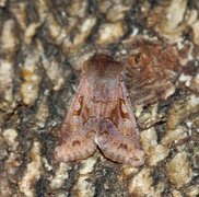 Buemerket seljefly (Orthosia gothica)