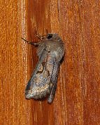 Buemerket seljefly (Orthosia gothica)