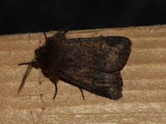 Buemerket seljefly (Orthosia gothica)