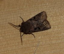 Buemerket seljefly (Orthosia gothica)