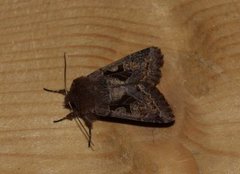 Buemerket seljefly (Orthosia gothica)