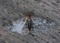 Båndbarkmåler (Cleora cinctaria)