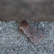 Fiolett vårfly (Cerastis rubricosa)